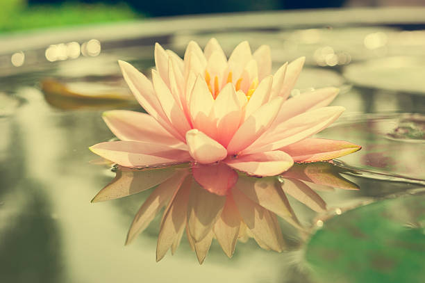 A beautiful pink waterlily or lotus flower in pond