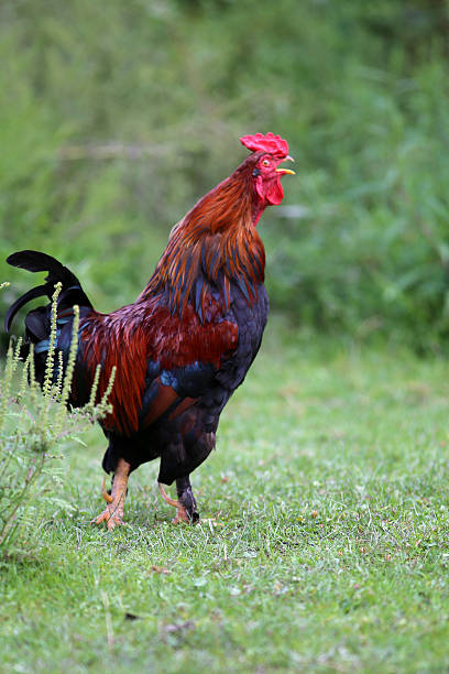istock Cock on the traditional free range poultry farm rural scene 500022098