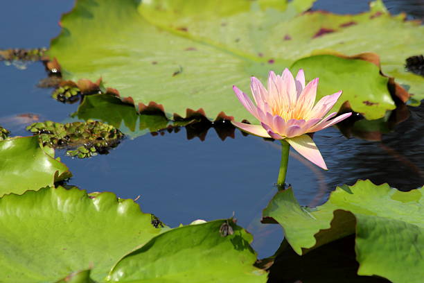 istock Lotus flower in the pond 500022913