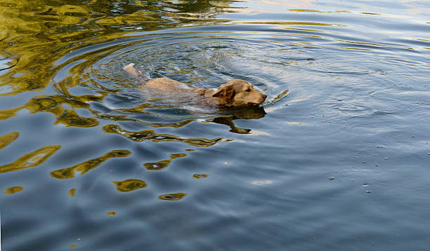 istock dog swims in the water 500022999