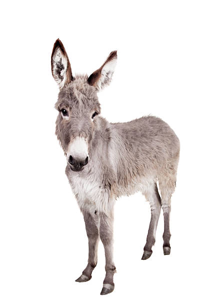 burro en blanco - mulish fotografías e imágenes de stock