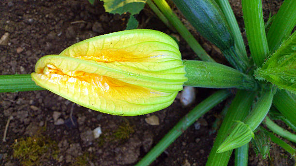 fleur de zucchini - squash flower plant single flower photos et images de collection