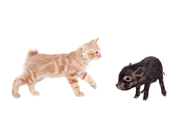 istock Vietnamese pig baby with red kitten on white 500024359