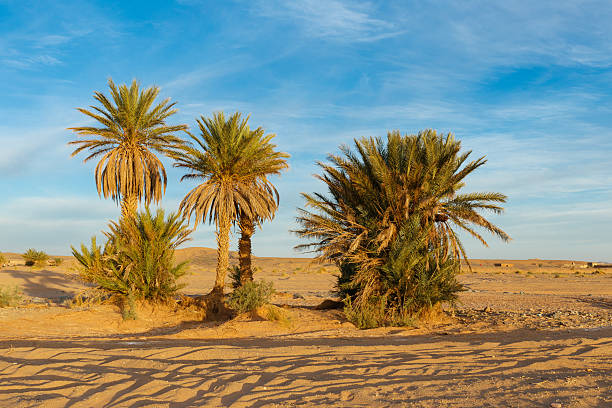 istock palm trees in the Sahara desert 500030272