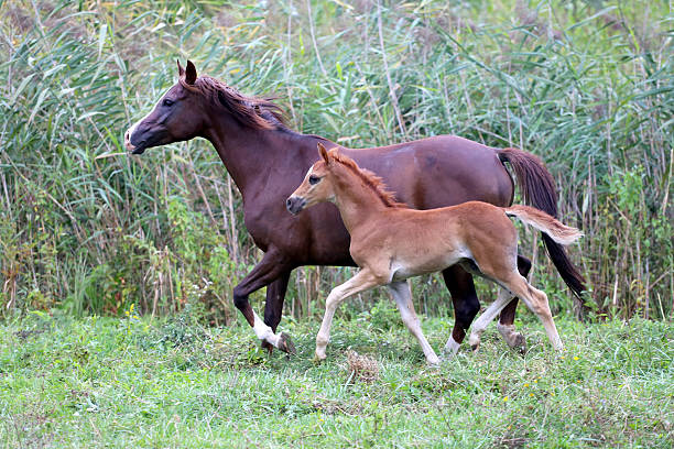 Asil Arabian foal (Asil means - this arabian horses are of pure egyptian descent) - about 8 weeks old. Isolated on white. The young stallion smooch with his mother.  