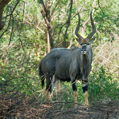 Nyala en parque nacional de Kruger photo