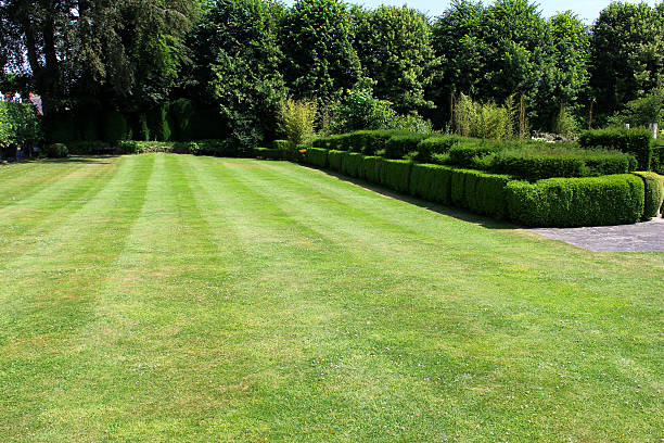 istock Image of green lawn with fine grass, clipped yew hedge 500033829