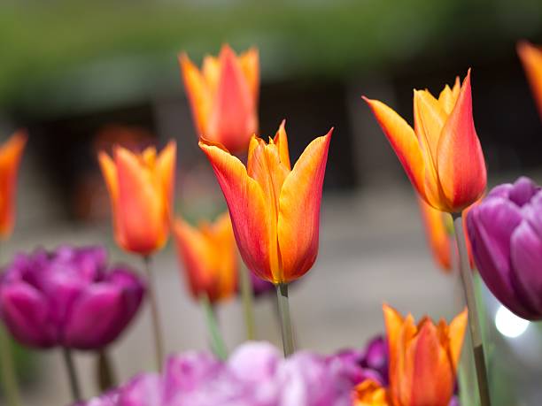 Orange and purple tulips stock photo