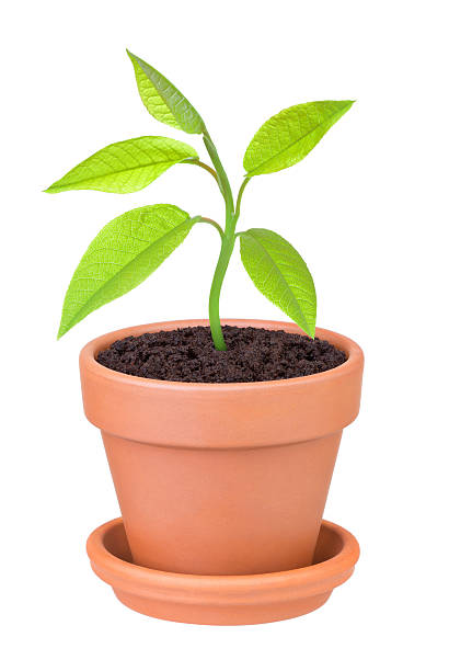 istock plant growing in a pot on a white background 500034400