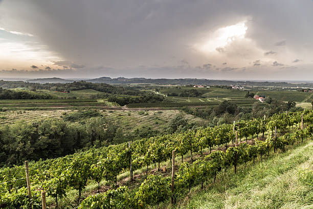 istock grapevine field in the italian countryside 500034982
