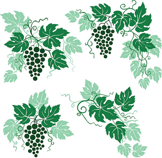 ilustraciones, imágenes clip art, dibujos animados e iconos de stock de uvas y hojas de vid en verde - vine label grape wine