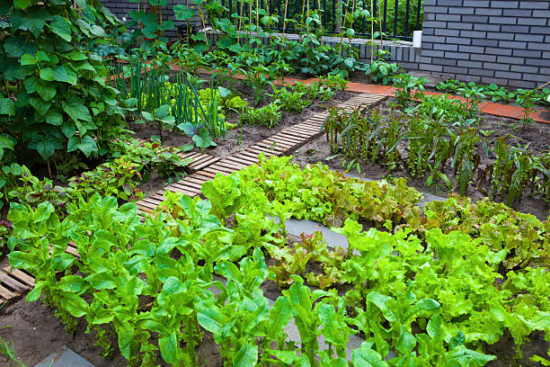 сообщество работать в саду - vegetable garden urban scene city life community garden стоковые фото и изображения