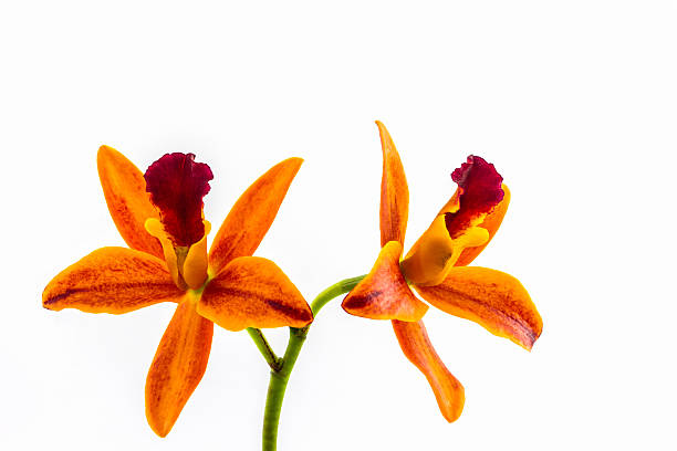 istock Orchid flower blooming of Cattleya hybrids. 500036555