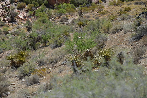 cactus città - heat haze illusion desert heat foto e immagini stock