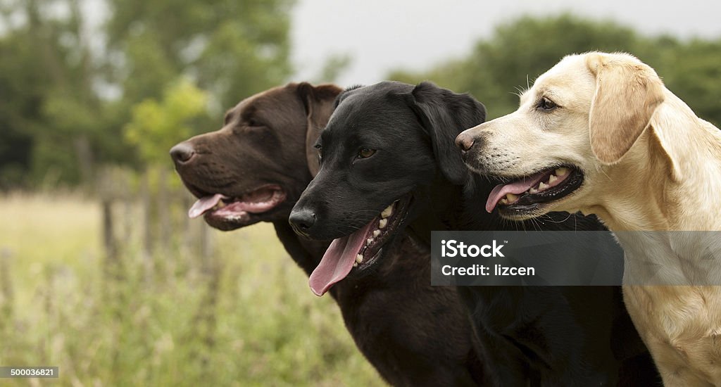 Trois labradors - Photo de Retriever du Labrador libre de droits