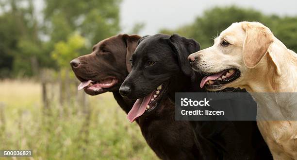 Three Labradors Stock Photo - Download Image Now - Labrador Retriever, Hunting Dog, Three Animals