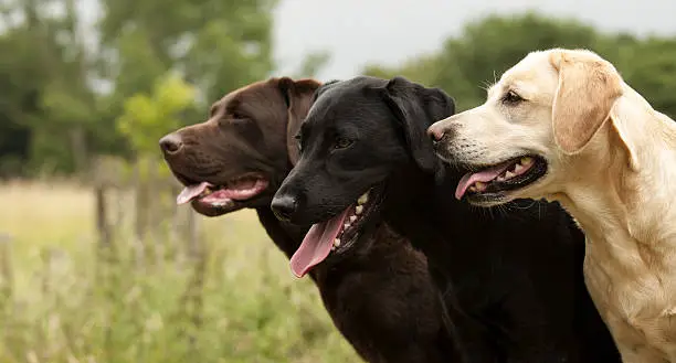 three lovely Labradors, head shot