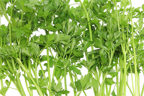 петрушка - cilantro coriander seed leaf garnish стоковые фото и изображения