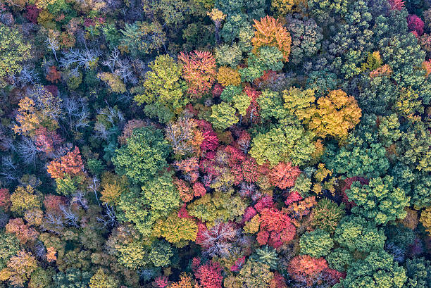 The Trees Of Autumn From Above