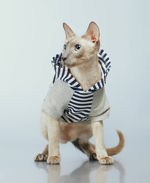 istock Peterbald Cat in Hoody 500037605