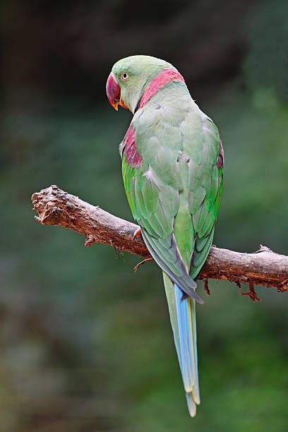 male Alexandrine Parakeet Green parrot bird, a male Alexandrine Parakeet (Psittacula eupatria), back profile male alexandrine parakeet (psittacula eupatria) stock pictures, royalty-free photos & images