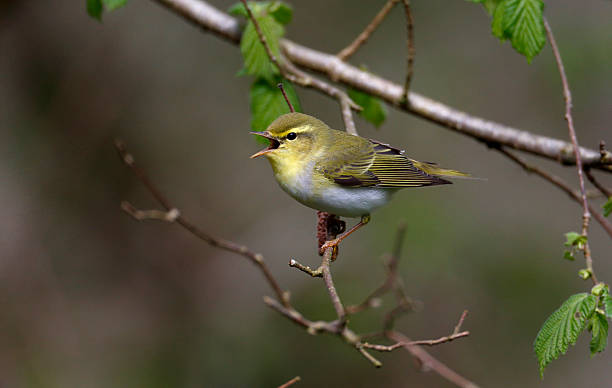 Wood warbler, Phylloscopus sibilatrix, Wood warbler, Phylloscopus sibilatrix, single bird on branch, Warwickshire, May 2014 wood warbler phylloscopus sibilatrix stock pictures, royalty-free photos & images