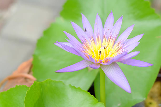 istock lotus in the pond at garden 500039023