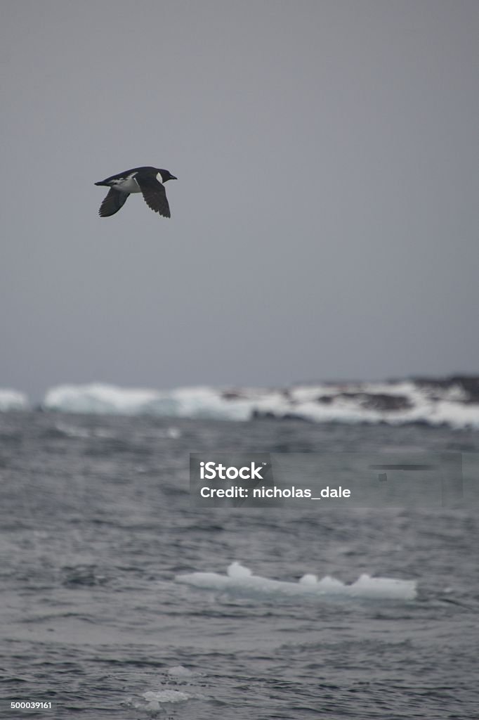 Lone guillemot soars above iceberg in Arctic Arctic Stock Photo
