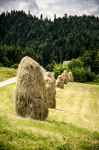 istock Hay on the medow in the mountains 500039331