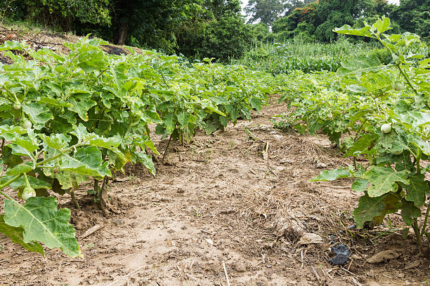 istock Agriculture with eggplant garden 500039897