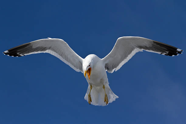 gaviota dominicana que screams y s'eleva en el cielo en la antártida - tony snow fotos fotografías e imágenes de stock