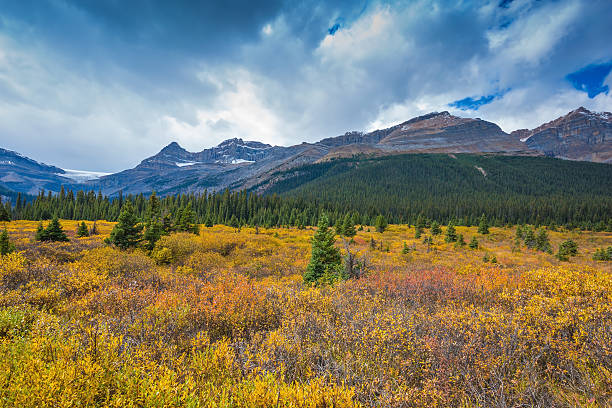 istock Thhe yellow autumn vegetation round Bow Lake 500043098