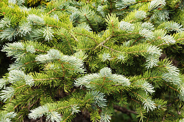 istock Abies lasiocarpa Rocky Mountain Fir Branches 500044898
