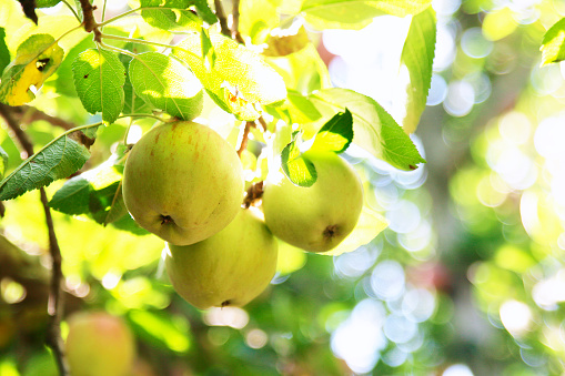 Green apples of kashmir hanging on plant 