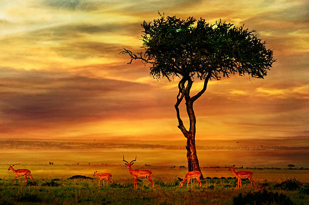 impala im afrikanischen sonnenuntergang hintergrund - kruger national park national park southern africa africa stock-fotos und bilder