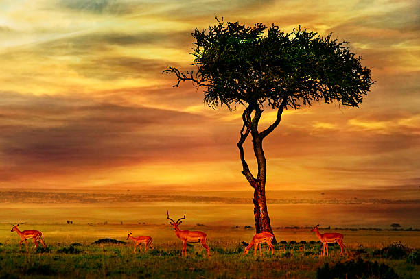 Impala at African Sunset Background stock photo