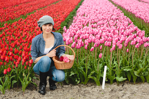 Woman with basket on a tulip field in Netherlands.