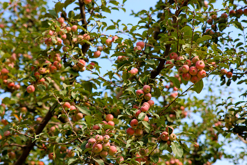 Fresh apples of kashmir hanging on the plant