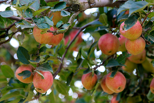 Red apples of kashmir hanging on the plant