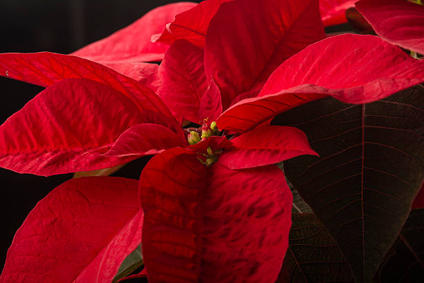istock Christmas poinsettia 500050242