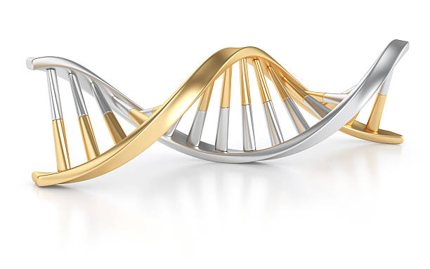 Gold and Silver DNA Structure Gold and Silver DNA Structure isolated on white chromosome science genetic research biotechnology stock pictures, royalty-free photos & images