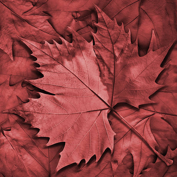 istock Autumn Dry Red Maple Leaf Isolated on Autumn Foliage Background 500057706
