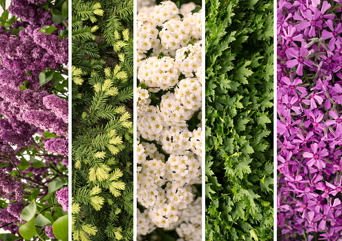 Collage mix of herbs and flowers photoes background