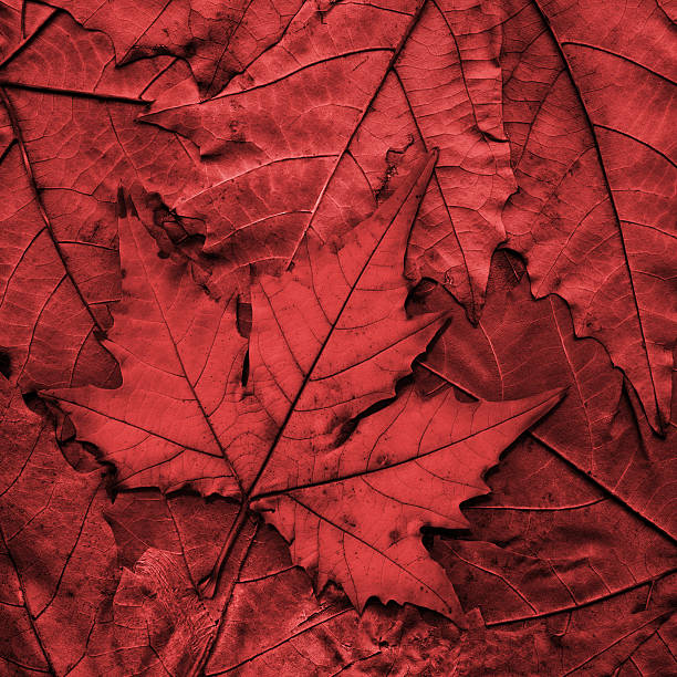istock Autumn Dry Red Maple Leaf Isolated on Autumn Foliage Background 500057840
