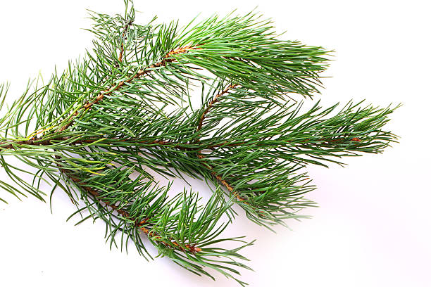 istock branches of fir tree isolated on white background 500058368