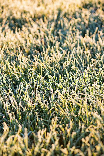 istock Heavy Frost on grass as the sun rises 500058858