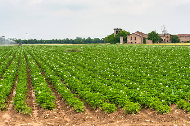 istock Field of potatoes in Piedmont 500059682