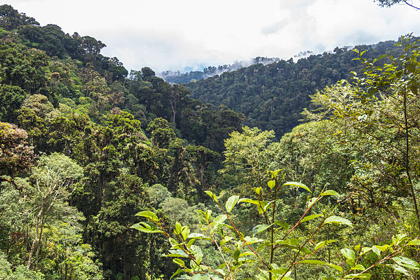 istock Panama jungle on Quetzal Trail 500061084