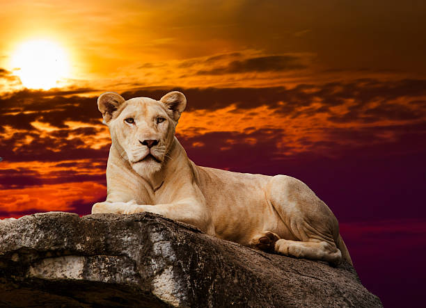 istock portrait of lioness.  Lioness lying on rock 500062014