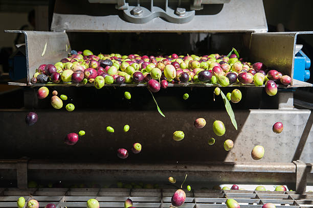 Olive cleaning The process of olive cleaning and defoliation in a modern oil mill vegetable factory stock pictures, royalty-free photos & images